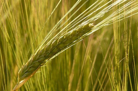 <alt>图片属性</alt>